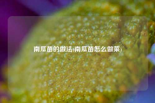 南瓜苗的做法(南瓜苗怎么做菜)