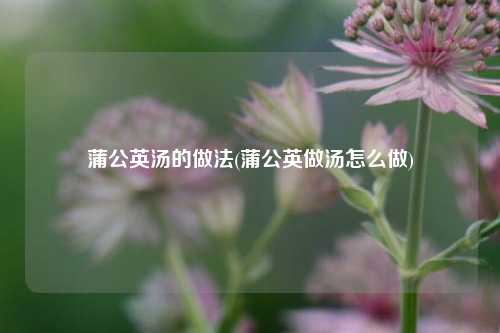 蒲公英汤的做法(蒲公英做汤怎么做)
